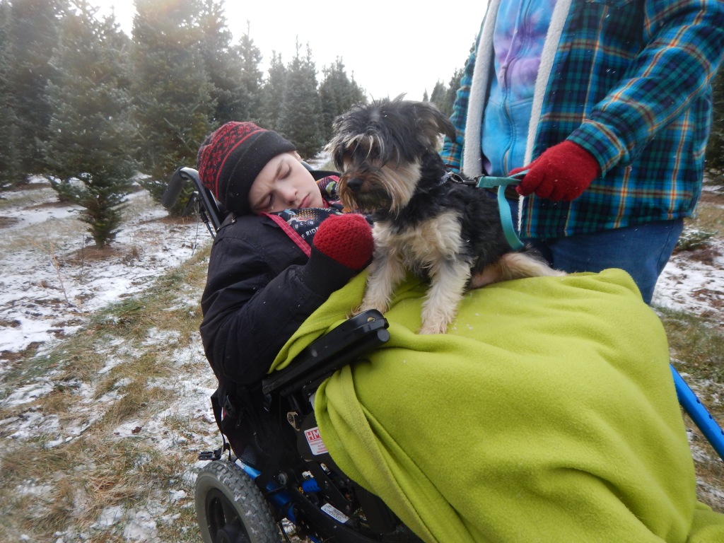 dog ride on boy, wheelchair, christmas tree farm